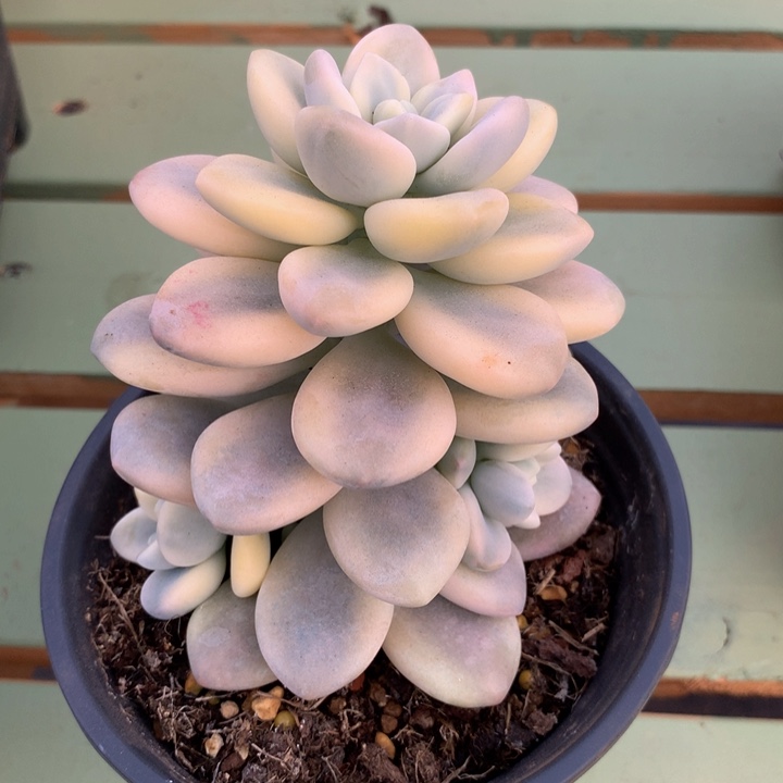 洛神锦锦上园艺一物一拍