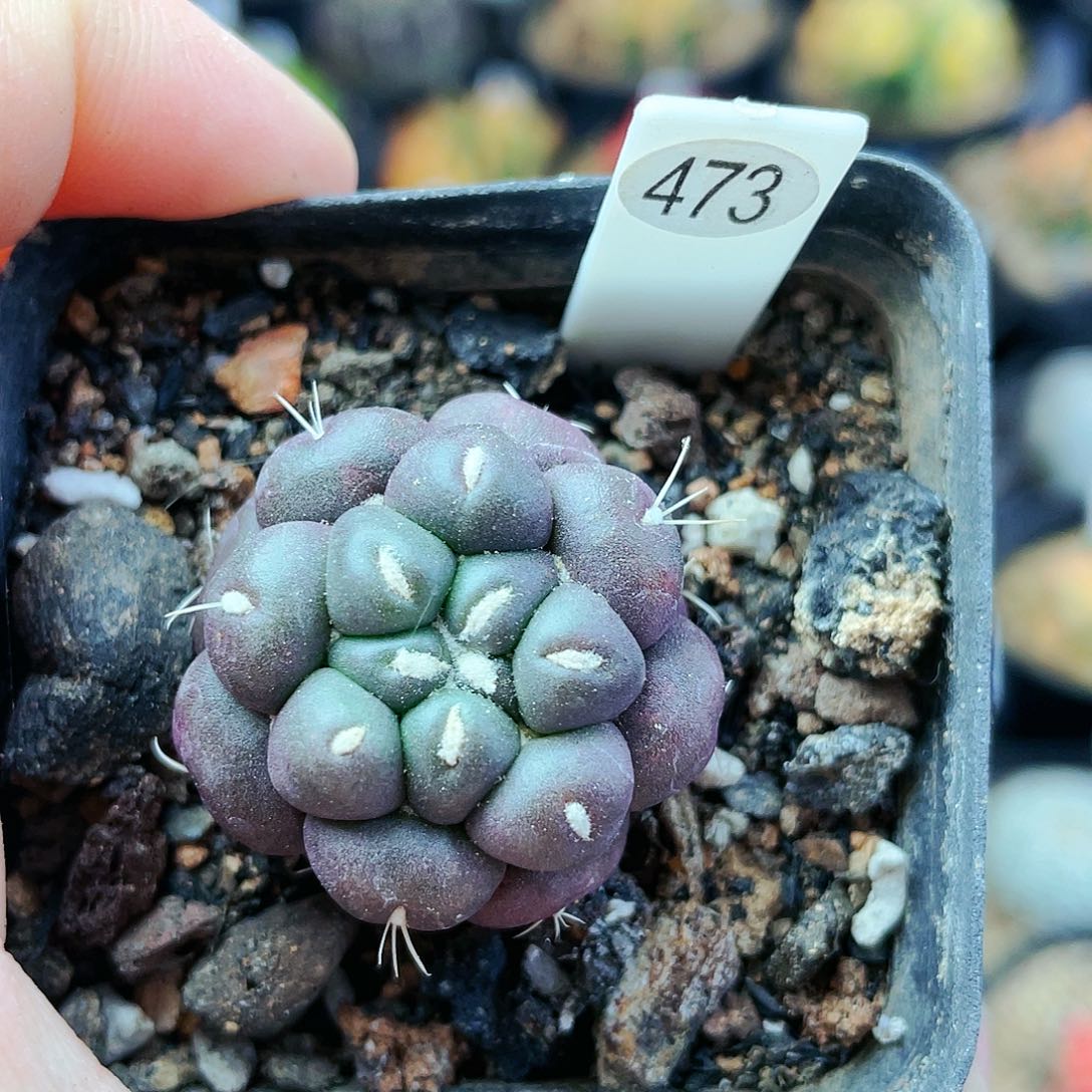 非偏远地区满25发货仙人球