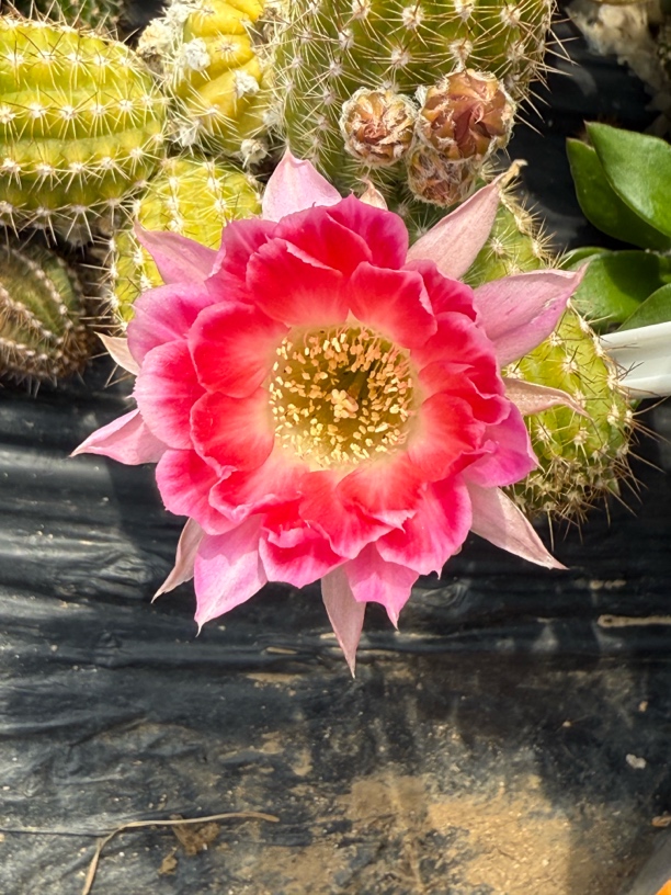 新花色白檀t636仙人球