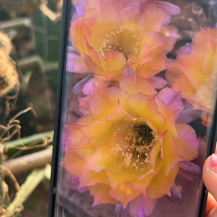 8彩草花纹歪无根侧芽4公分左右20包邮