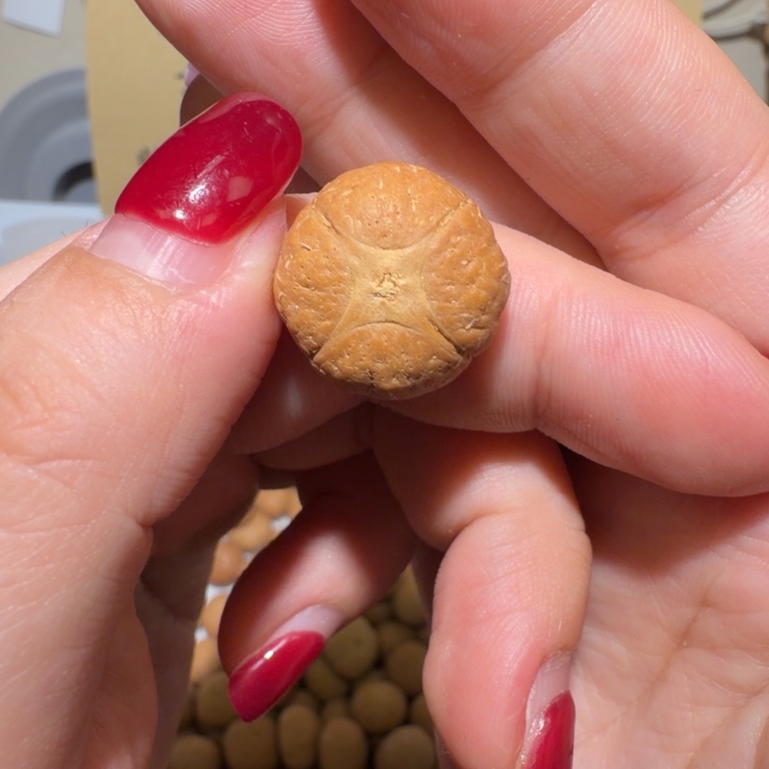 奇***.凤眼菩提吊坠奇老板