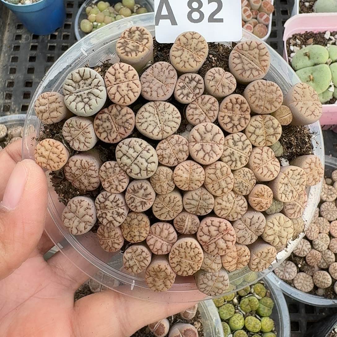 82多肉植物多肉植物