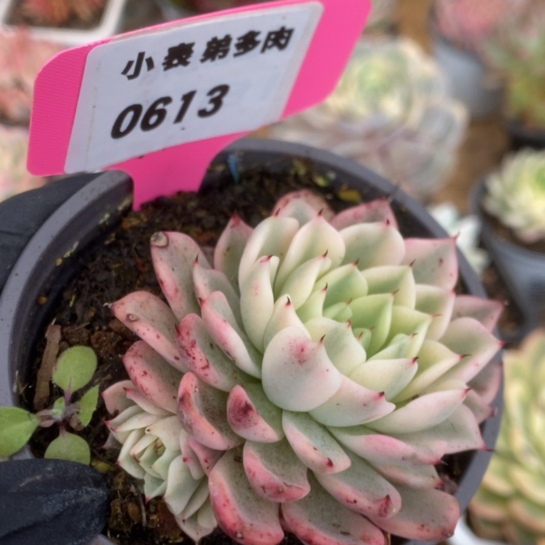 613吉尔巴玫瑰锦锦锦锦