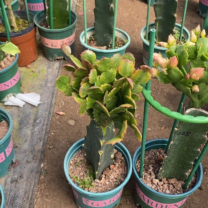 丽***:完全开放028 037重瓣花