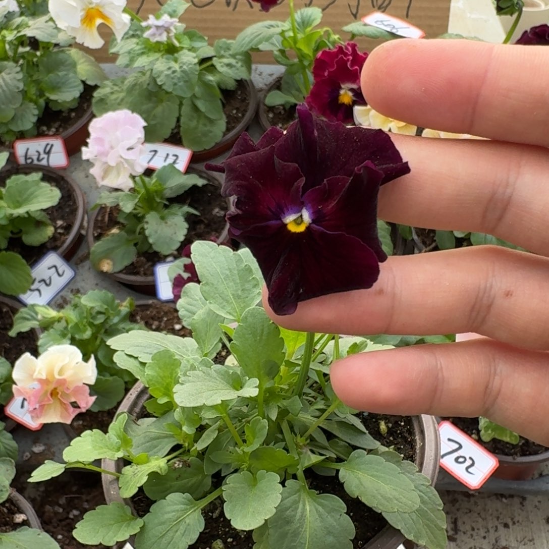 大部分花苞少量开放652