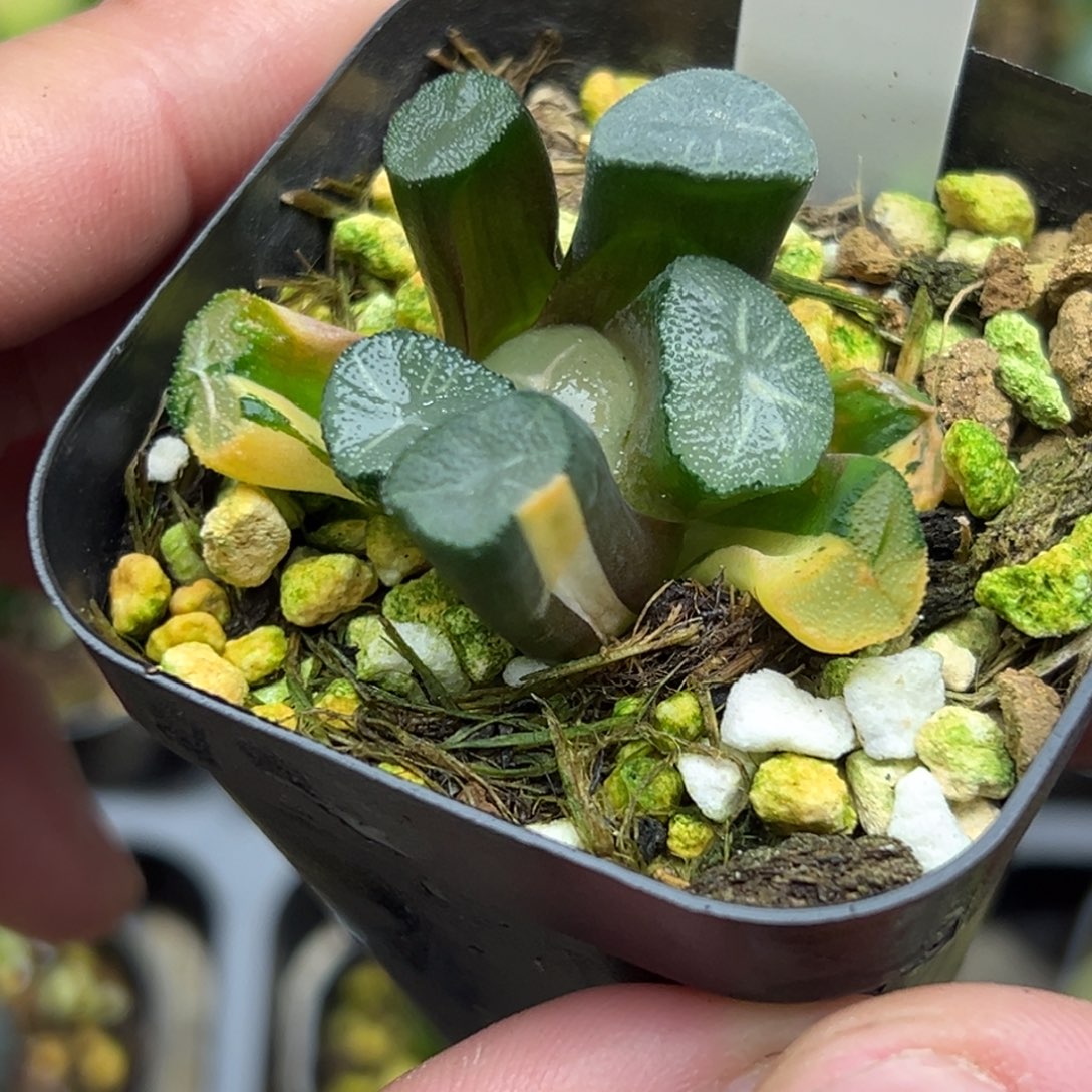 14玉龙万向锦一物一拍