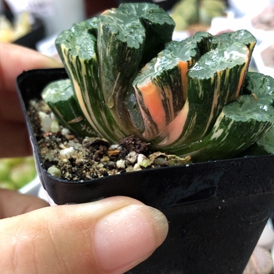 0287，北斋玉扇锦阴阳锦7.3厘米