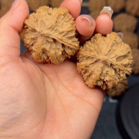 桃核吊坠秦岭山脉野生植物