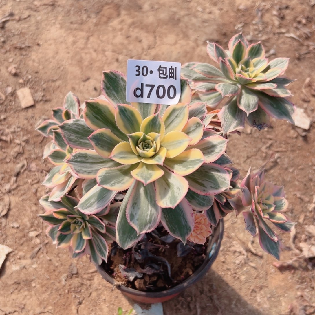 芸*宝700 灿烂多肉法师