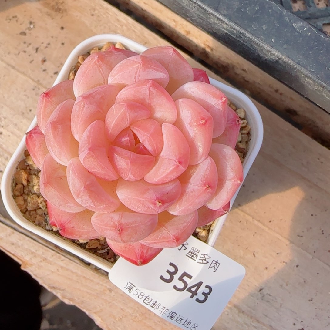 美心，3543多肉植物