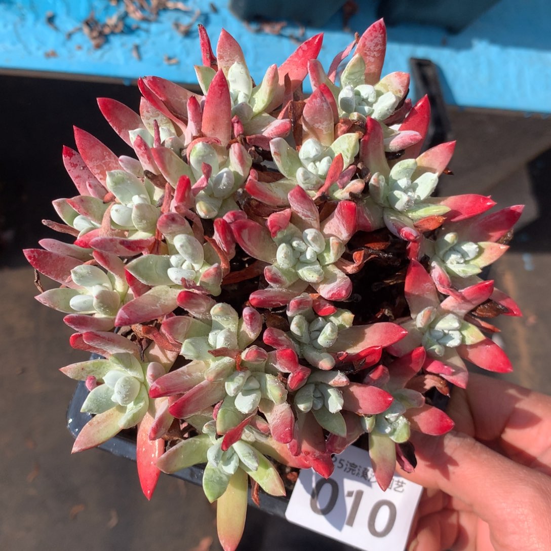 暖*Y初霜010多肉植物