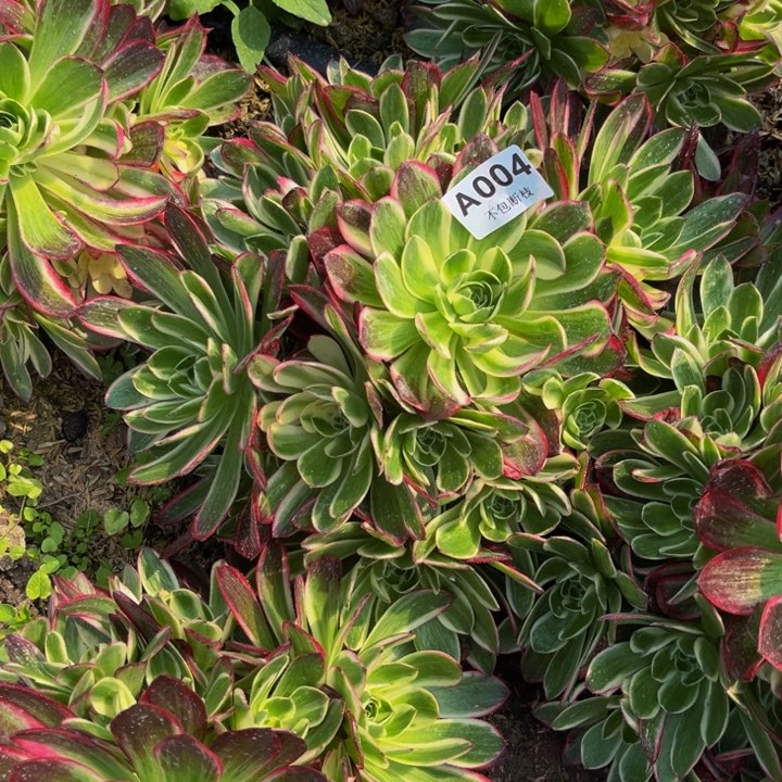 004海王多肉法师不包断枝