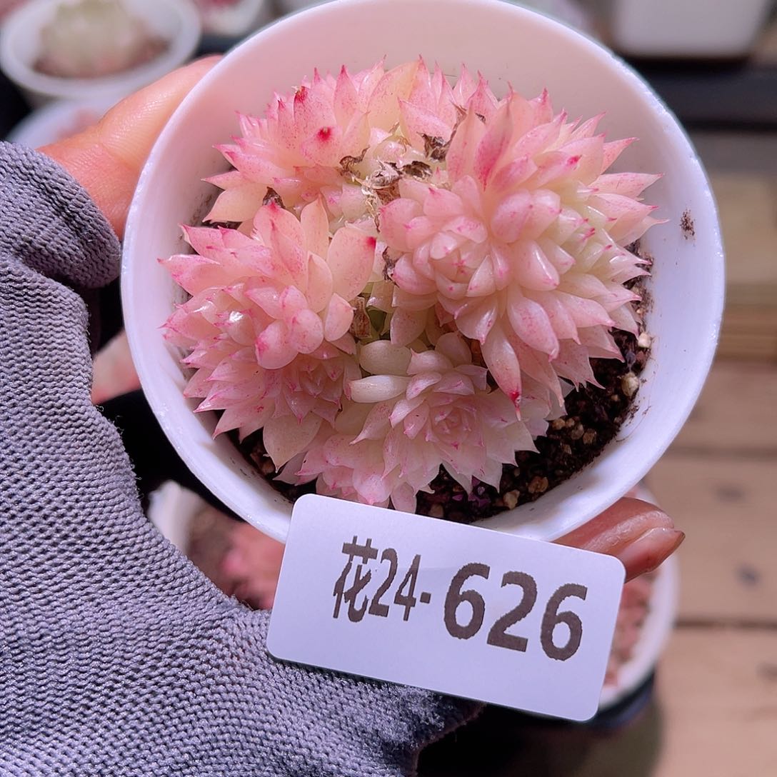 花24-626麦秆群生