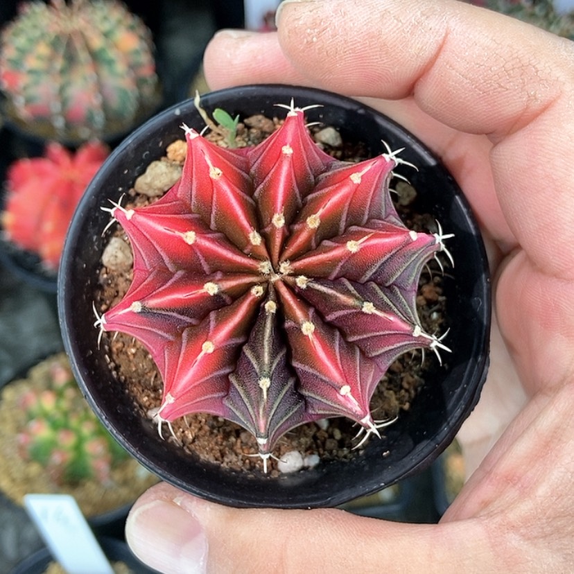 【闪购商品】孔雀开屏锦一物一拍03