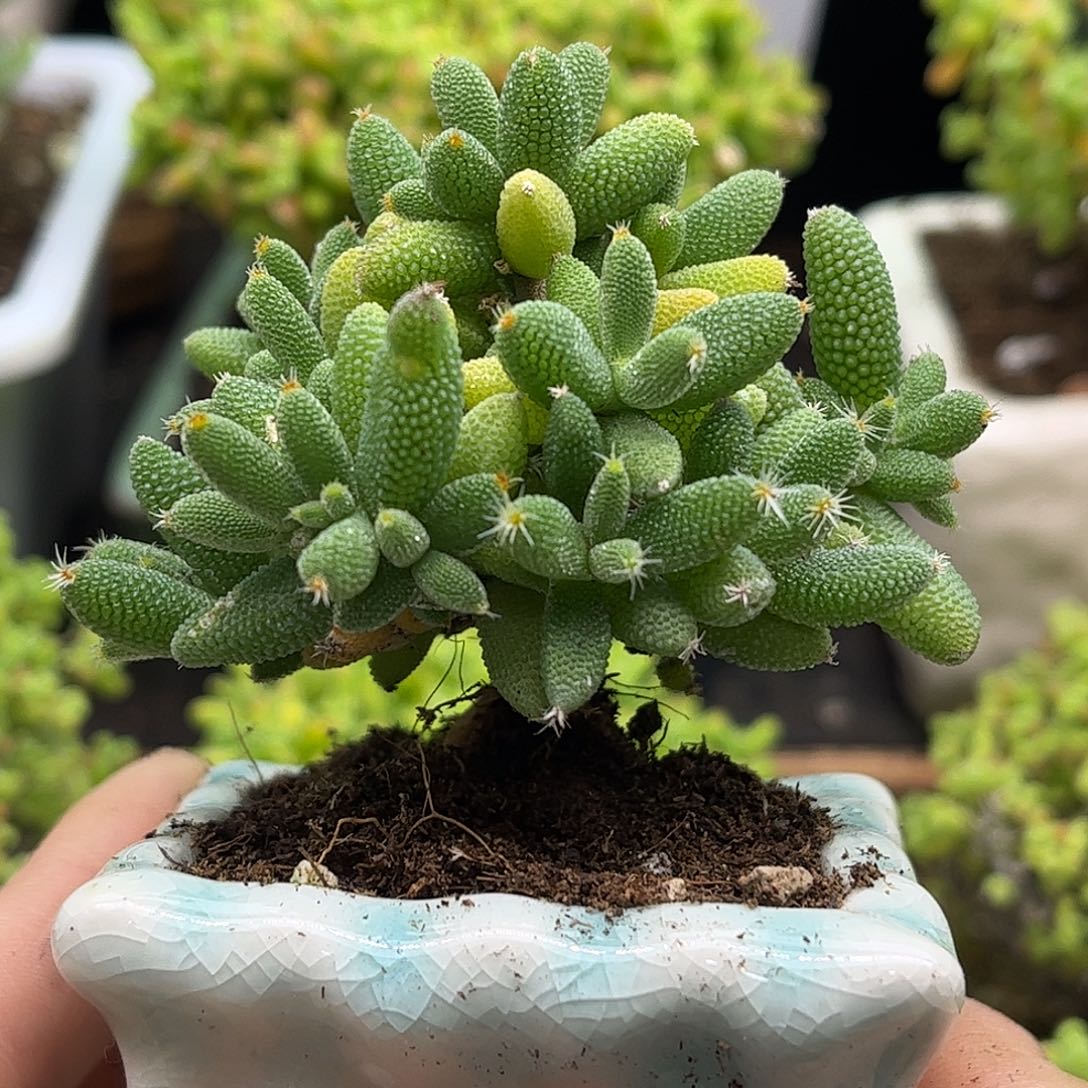 001实生玉米带盆优选枝干