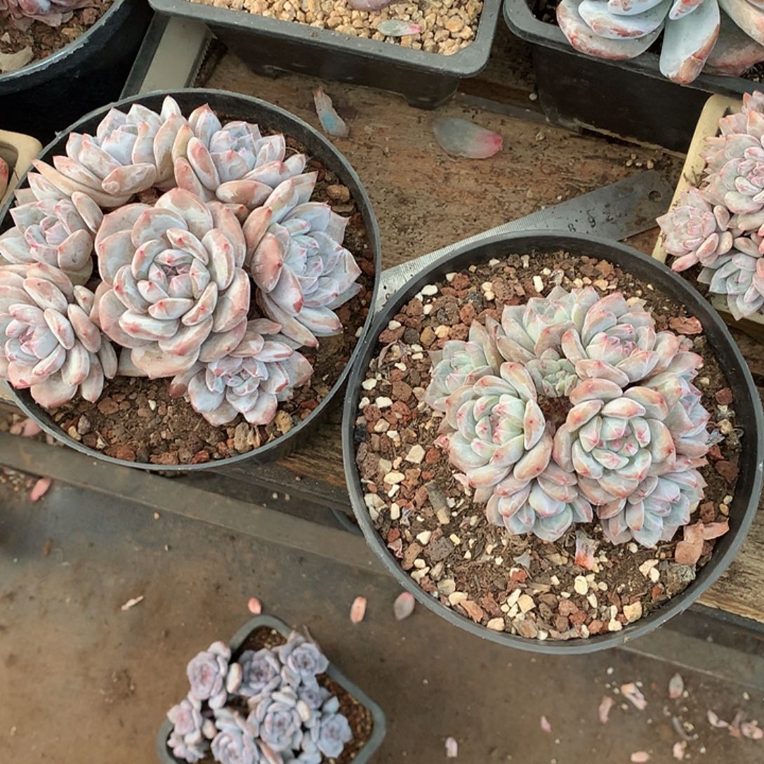 皮蛋粥哈哈哈哈哈哈哈