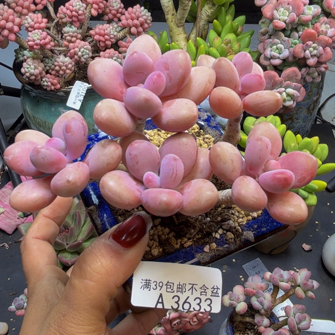 糖果桃蛋3633/10cm多肉