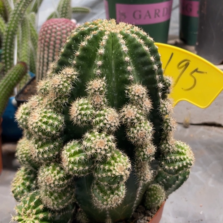 新品德系金刚一物一拍195