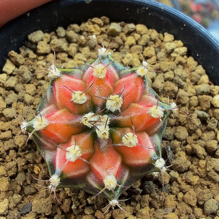 当前无花栽培后可以开花