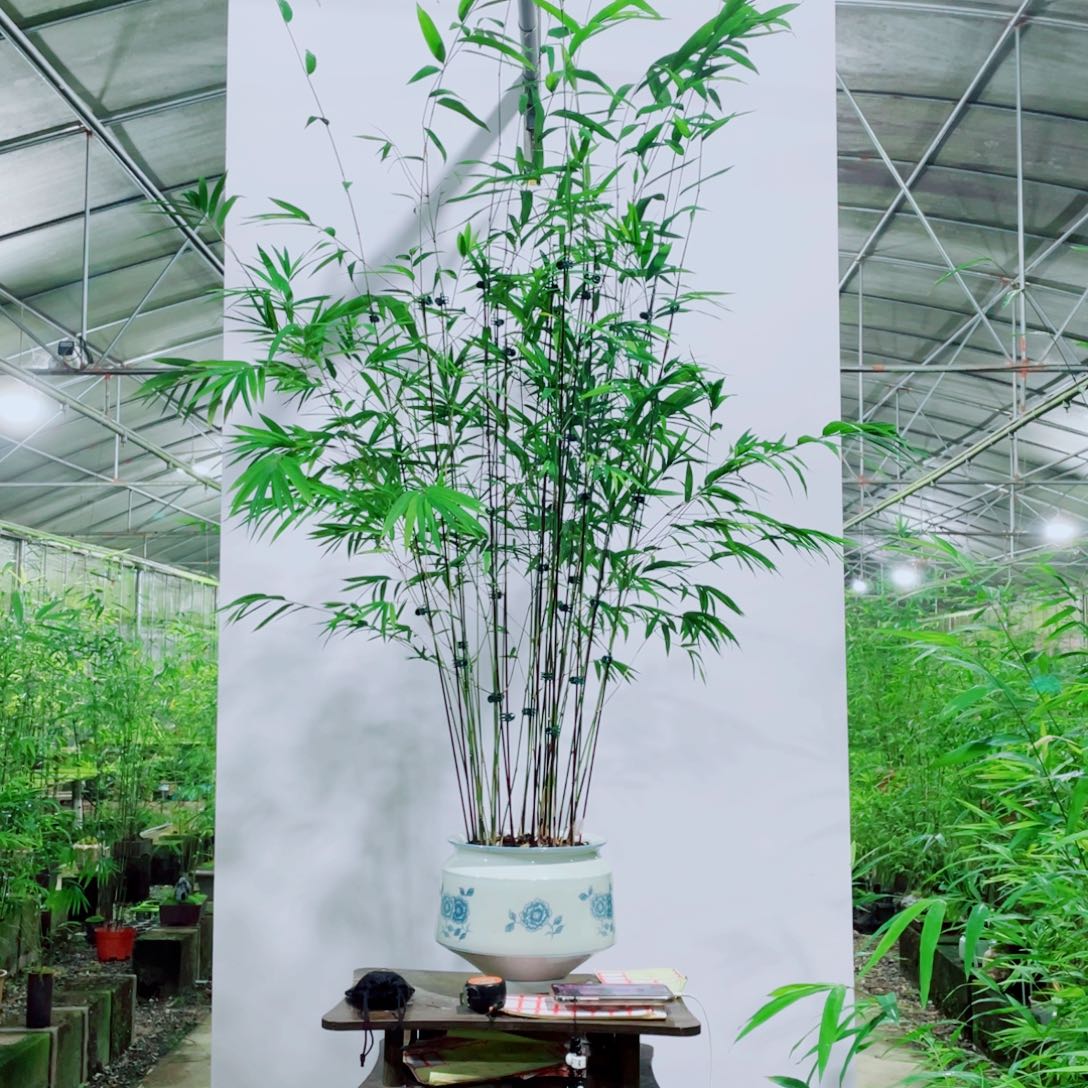 无花朵内门竹一物一拍