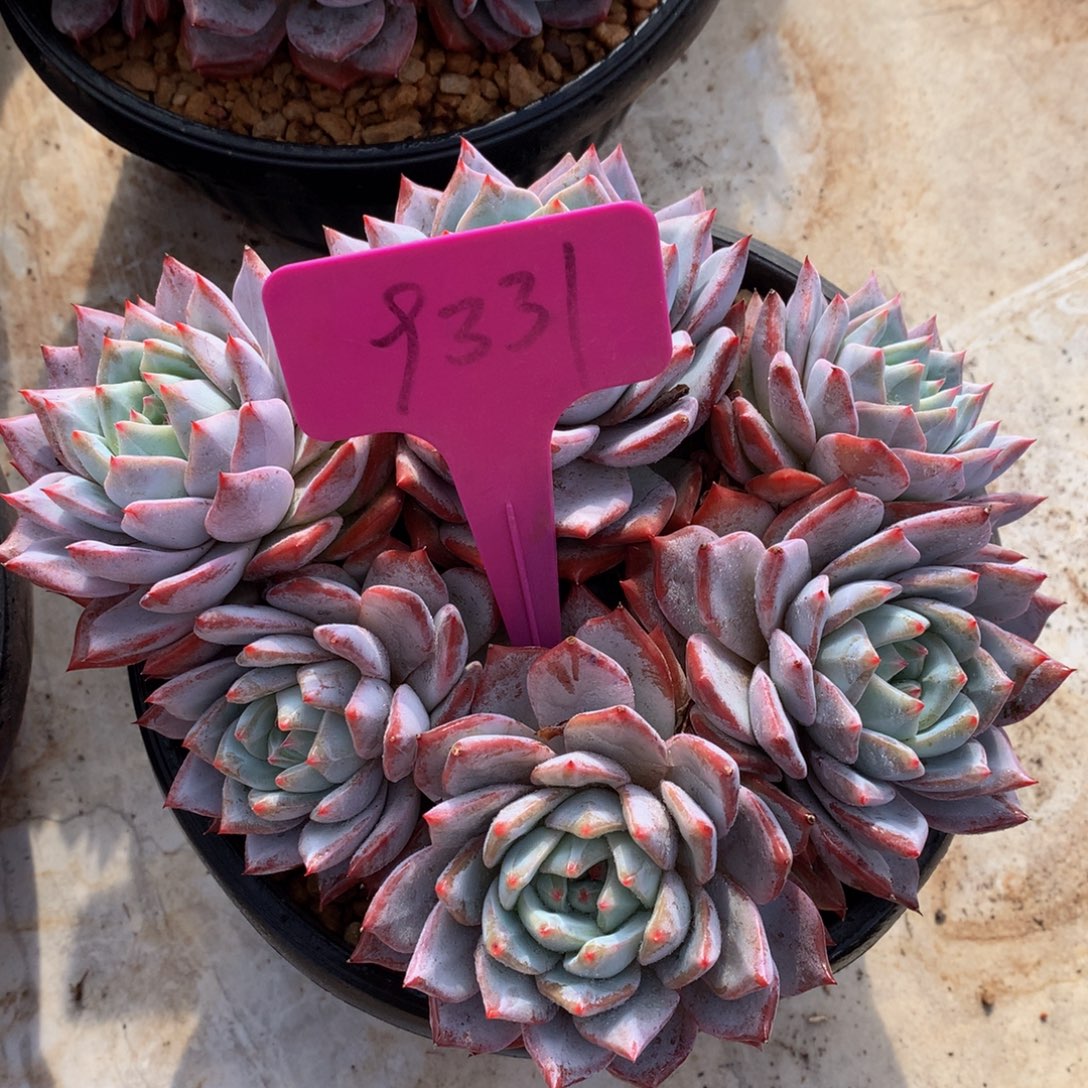 粉蓝鸟7282827828283