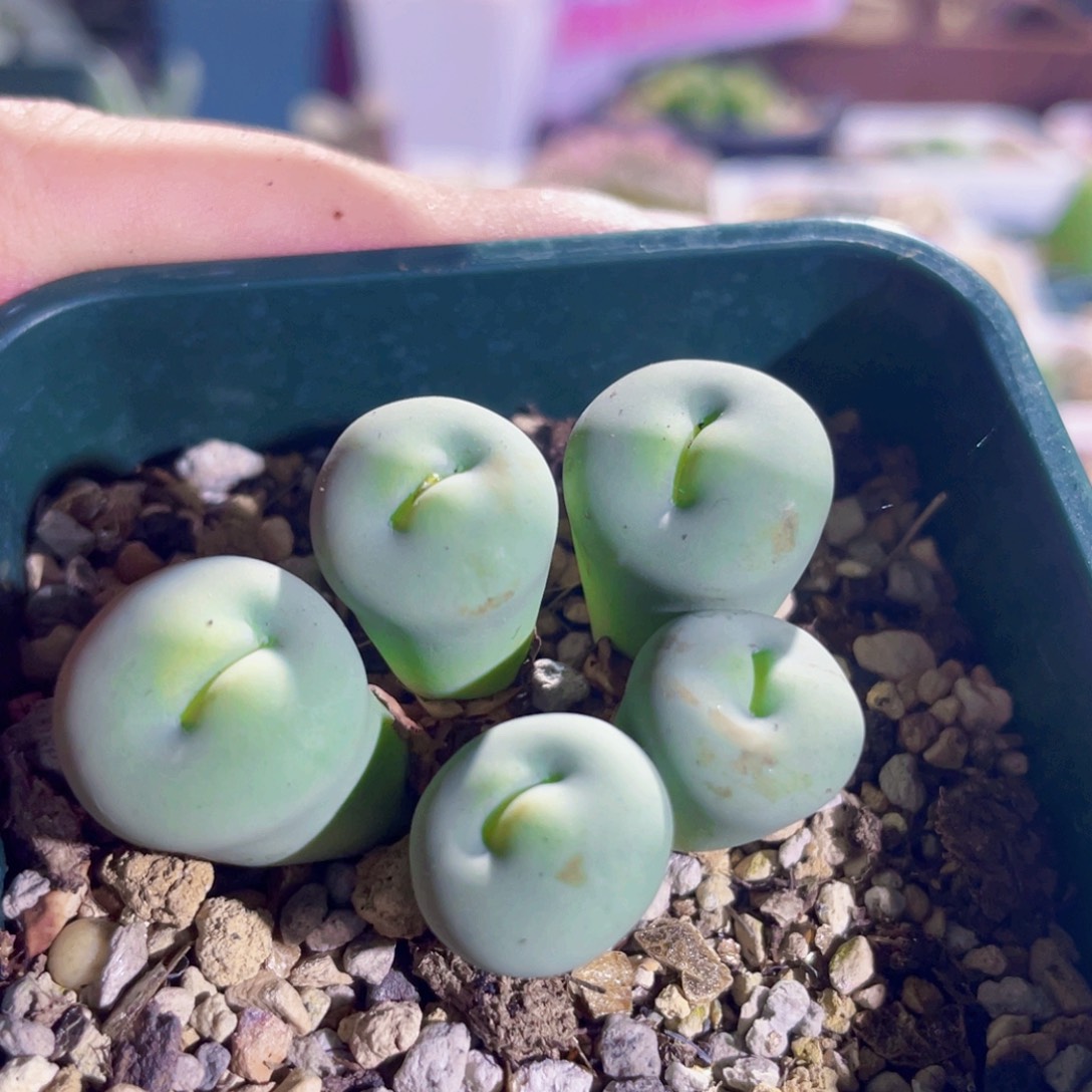 玻尿酸大嘴嘟嘟嘴植物一物一拍