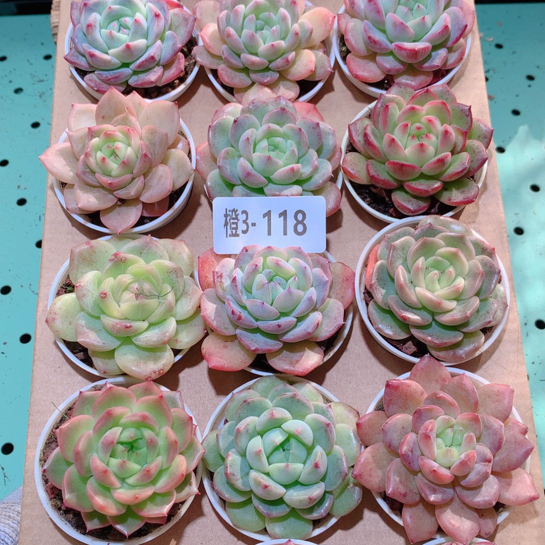 3-118一物一拍多肉带盆18颗