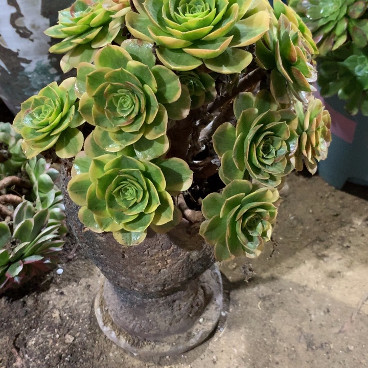 459火狐多肉植物特价