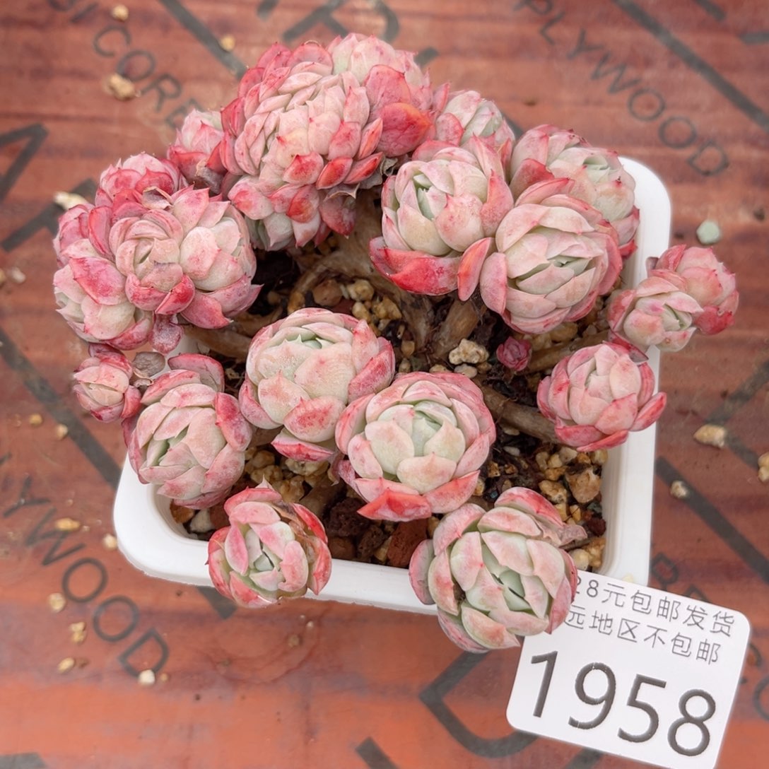 大1958:）f h f h f j b j m