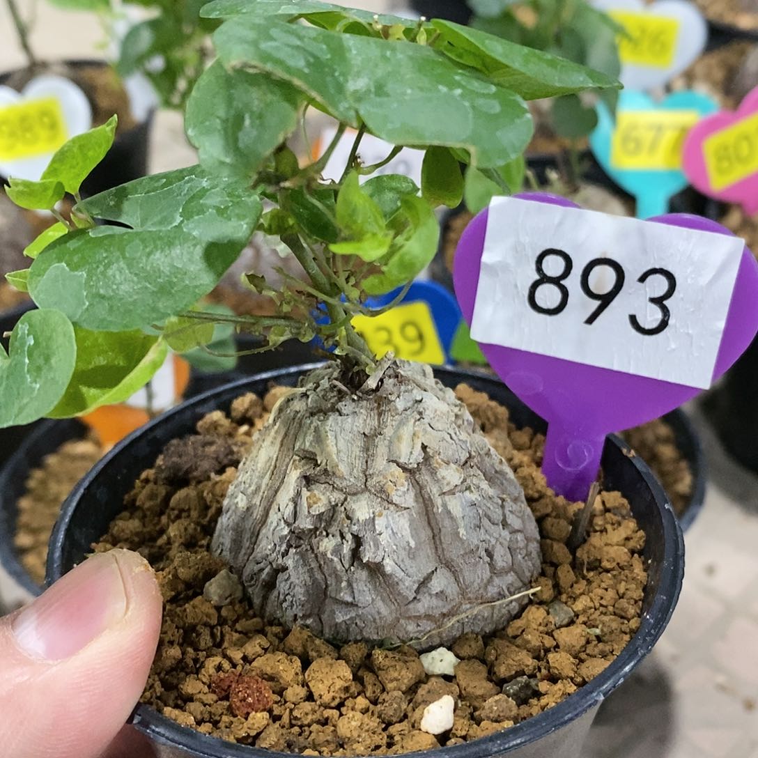 南非龟甲龙龟甲龙