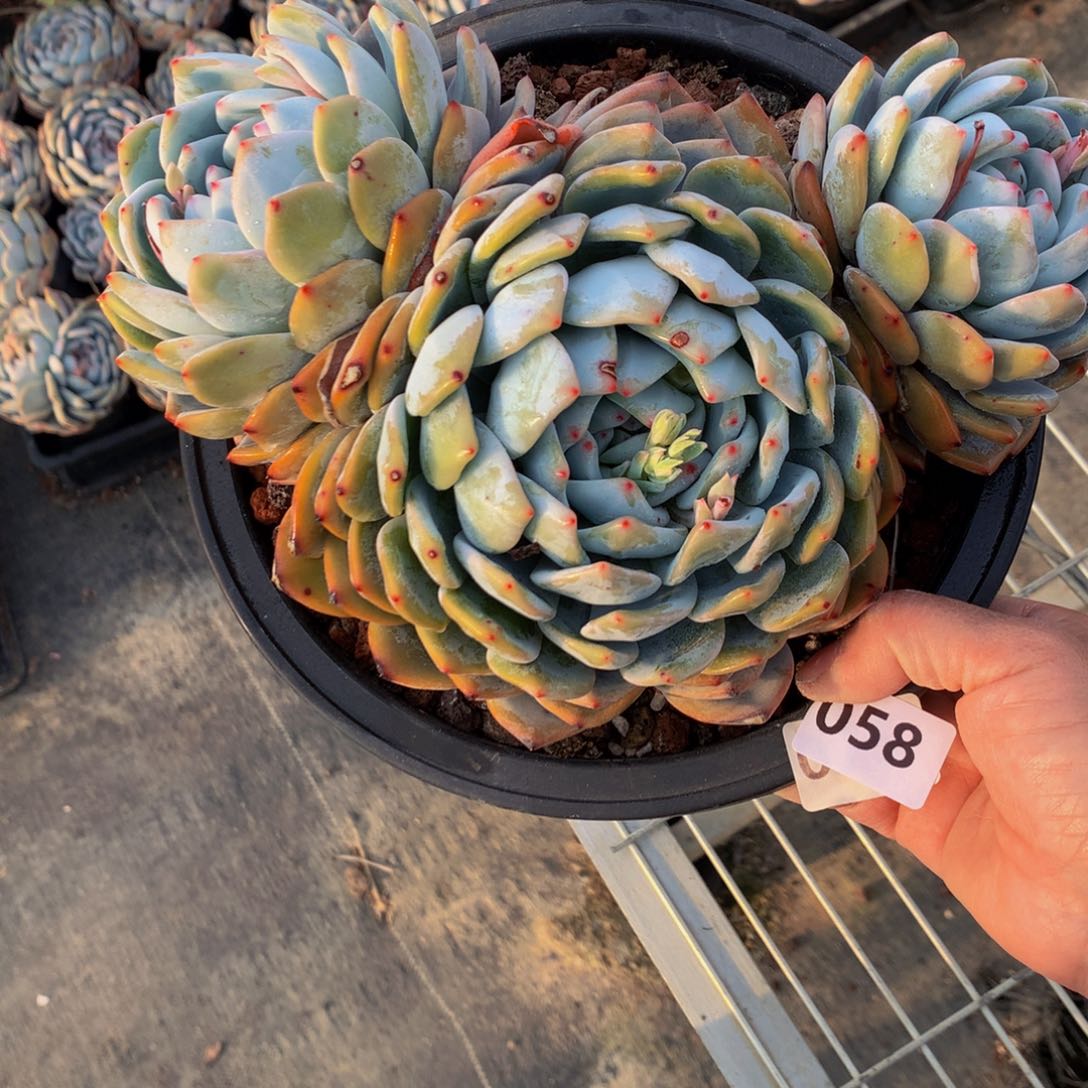 058多头一哥们问一下你们