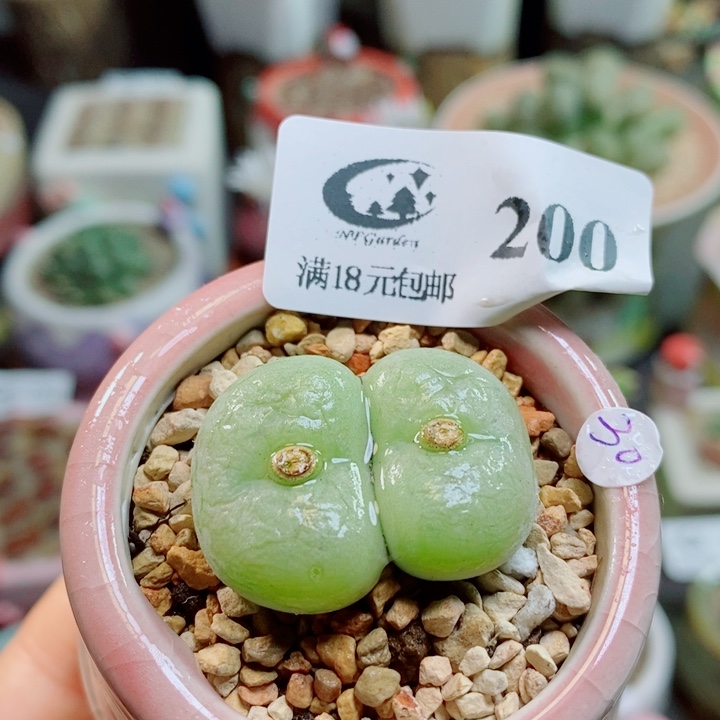 生石花花花花花花花200