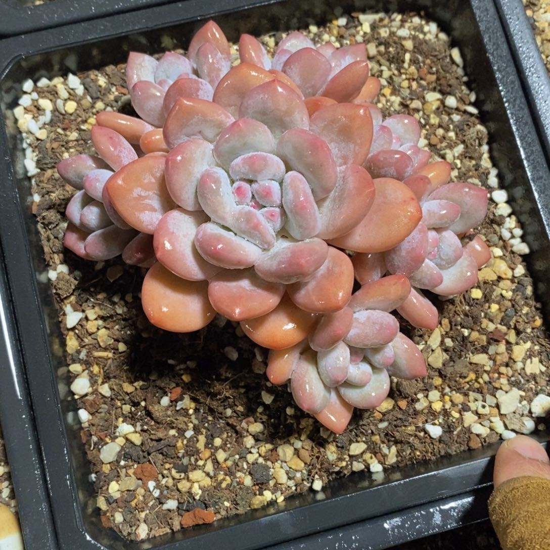 蒲可问主播品种，下滑链接更多品种多肉选择