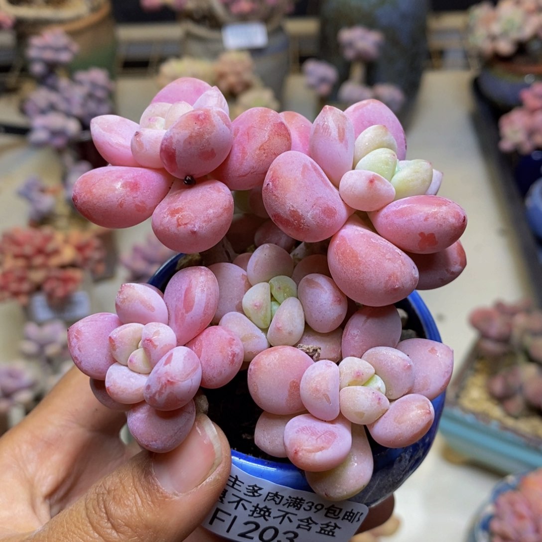 203樱花洛神多肉7c m