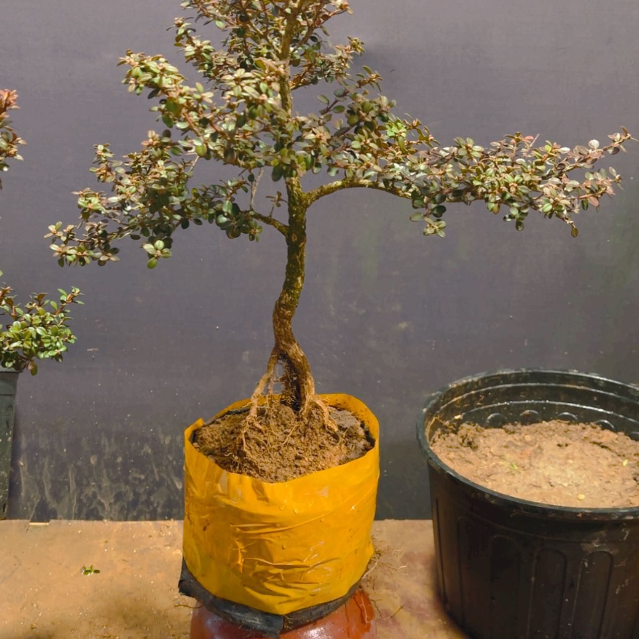 【闪购商品】完全开放