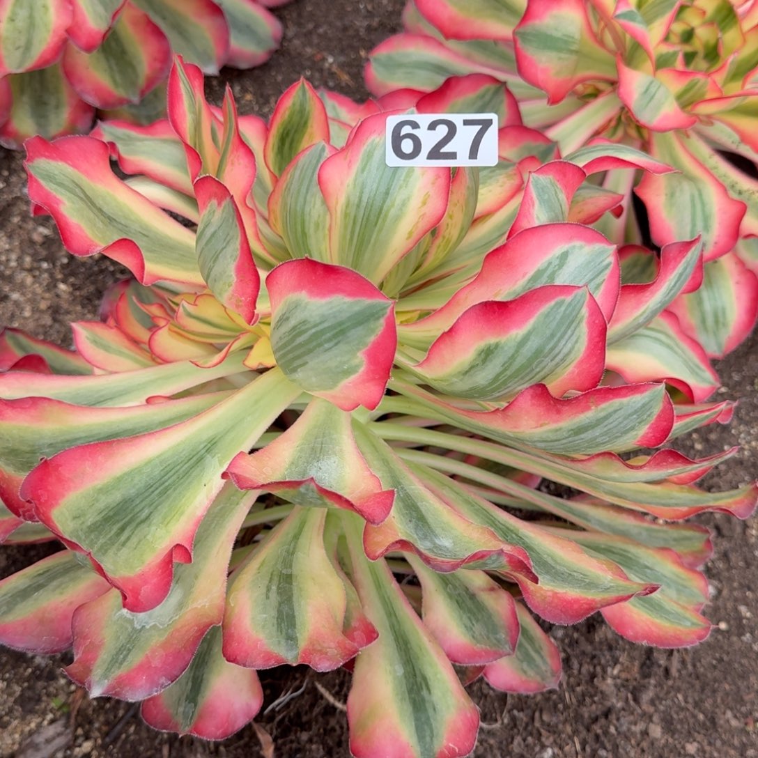 627多肉植物爱丽丝