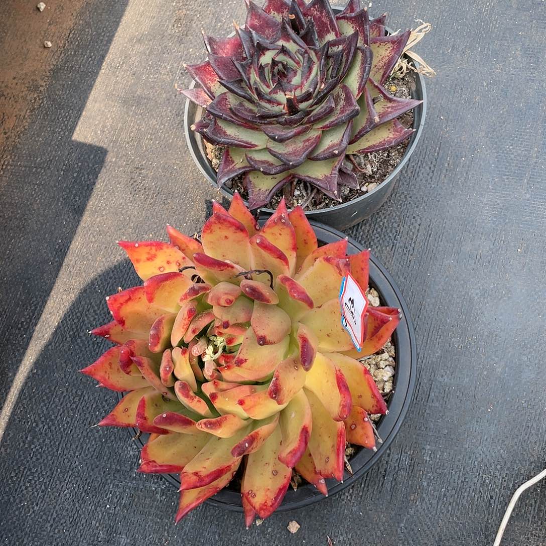 东云组拍83（西藏、新疆、内蒙不包邮）