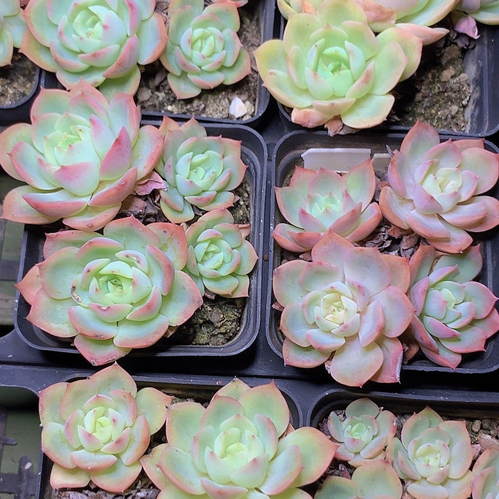 哈密瓜群脱土发货