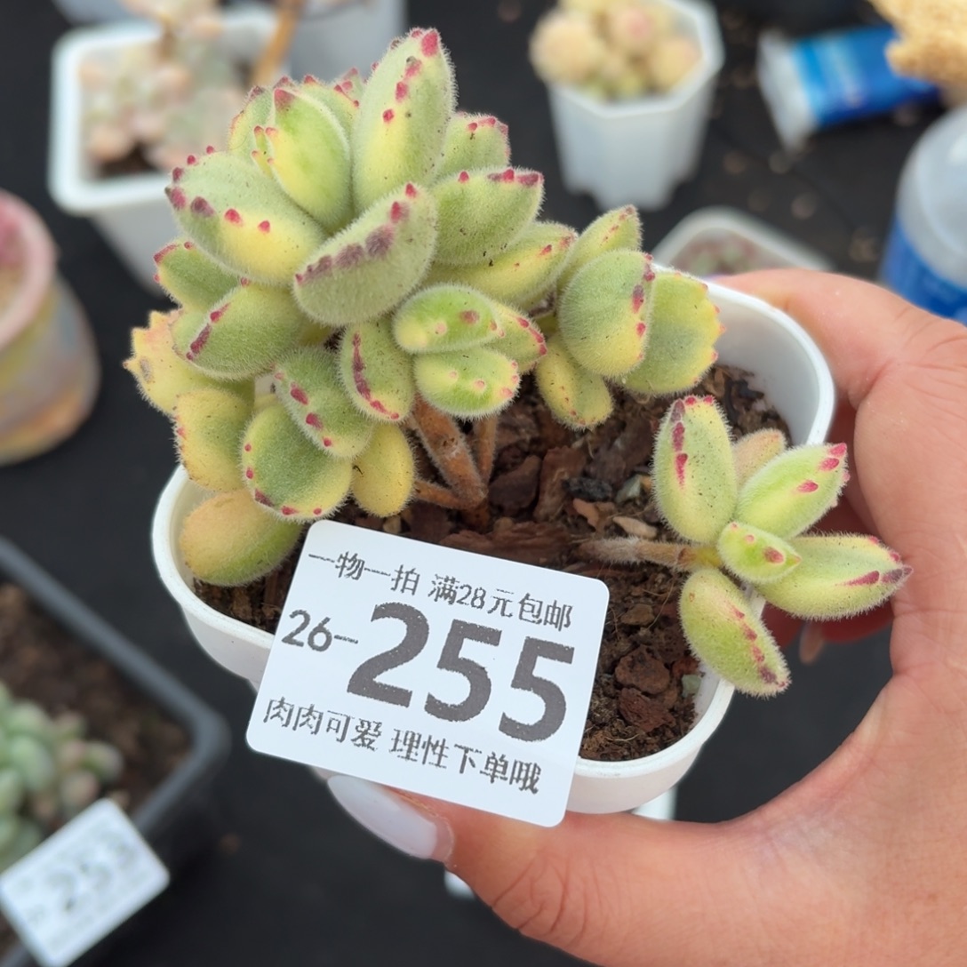 白熊无盆土发货无盆