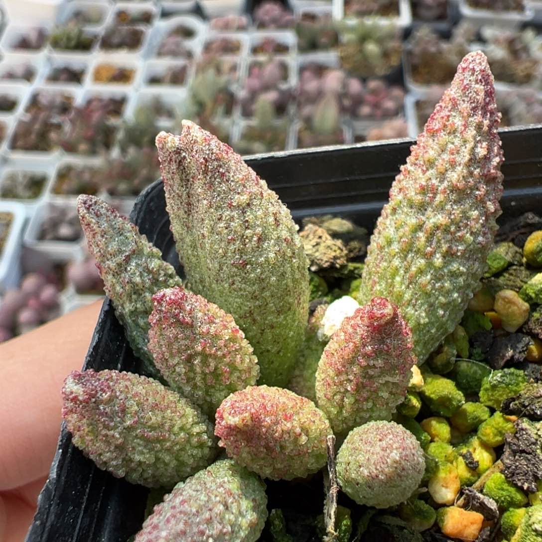 实生新品多肉植物水泡