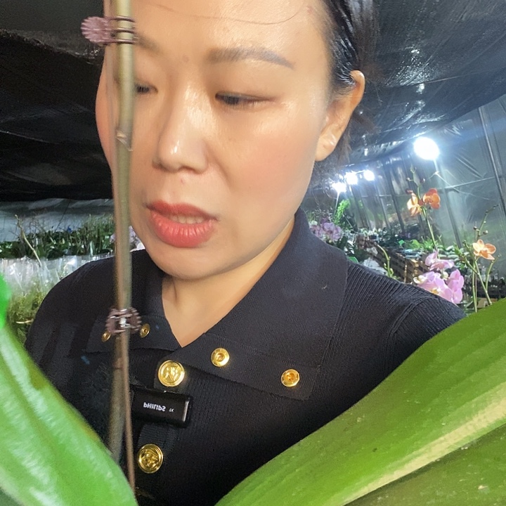 无花朵军团蝴蝶兰