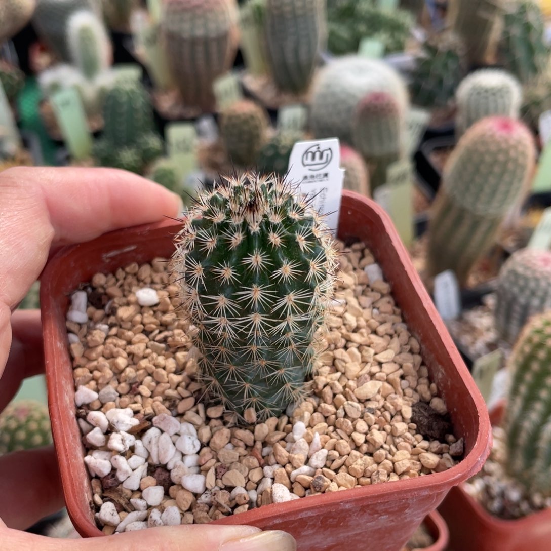 鹿角柱实生仙人球白花折磨