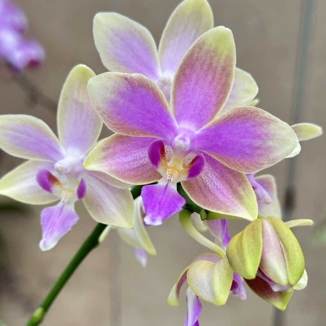 甜香蝴蝶兰：金树一代/续花有香/花期超久