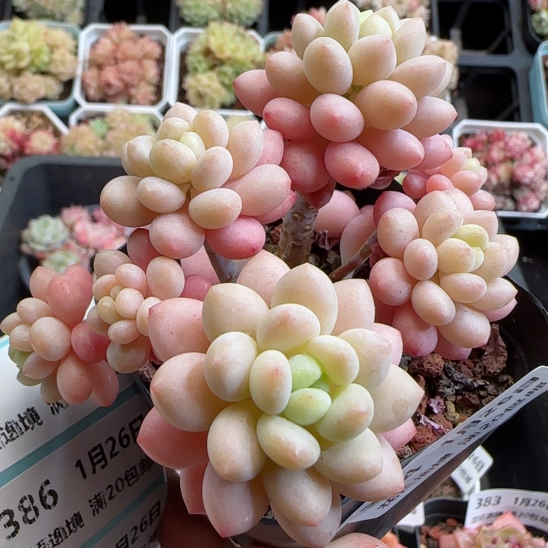 花语逸镜0126-384鱼子酱