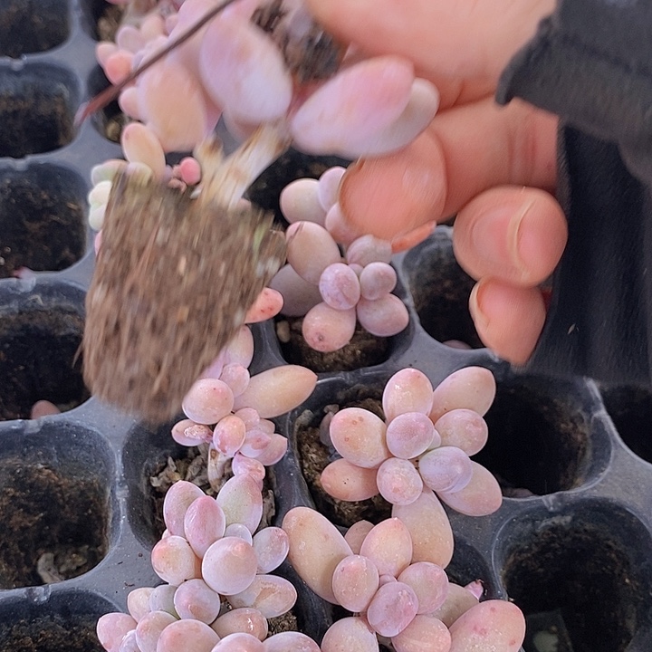 324 多肉植物盆栽花卉植物