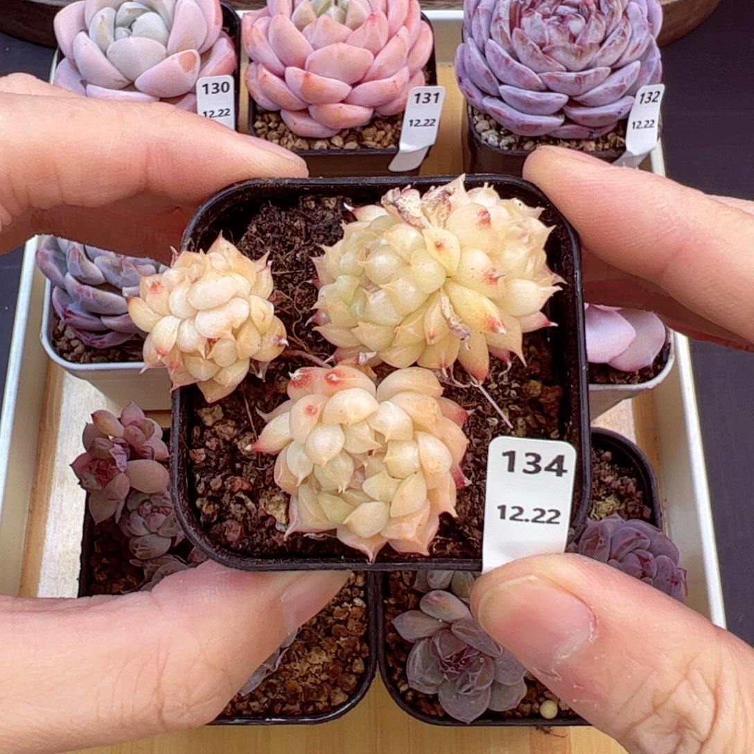 好好看134，哈哈哈哈