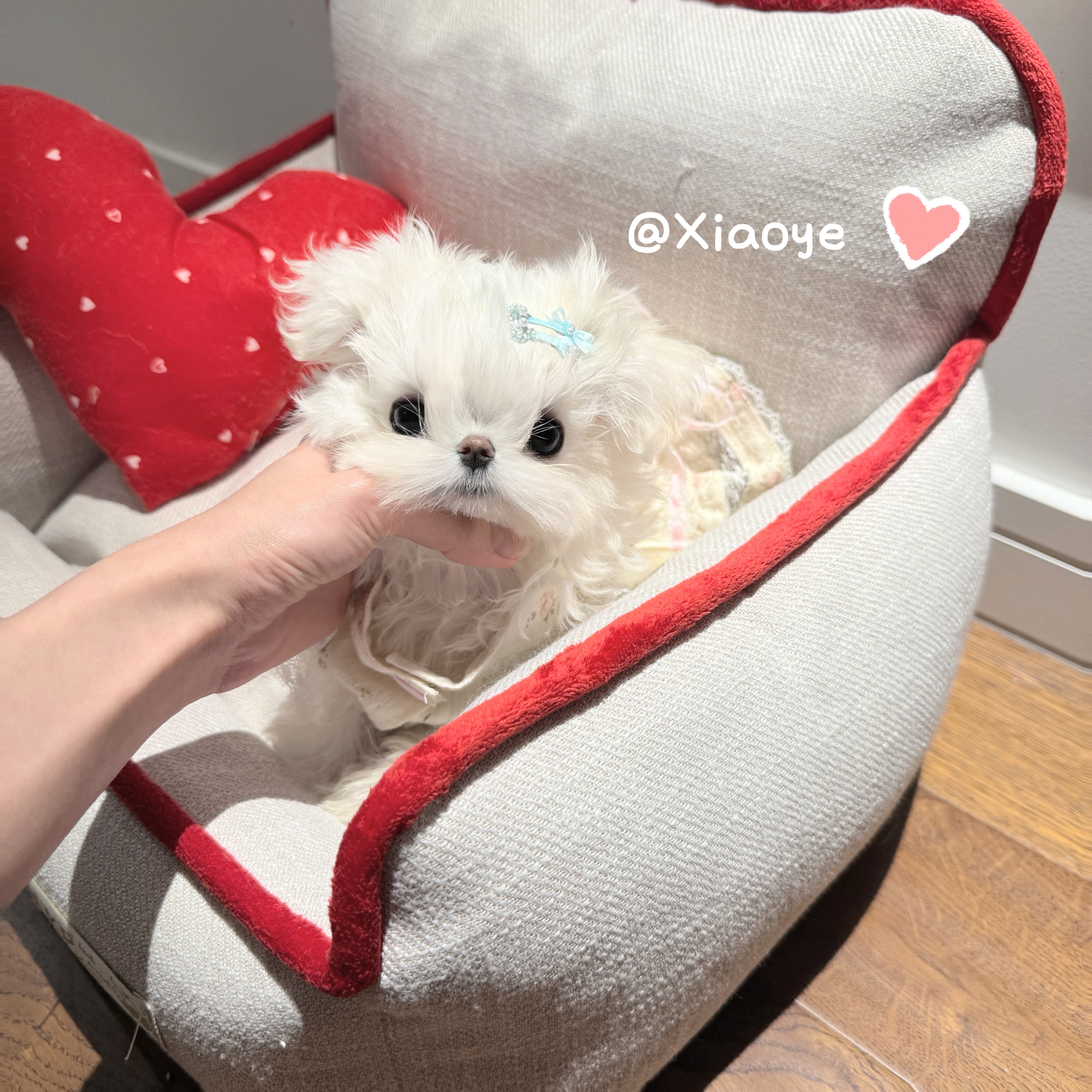 【小野家】马尔济斯幼犬小型犬韩版萌系西施犬白色狗狗活体宠物