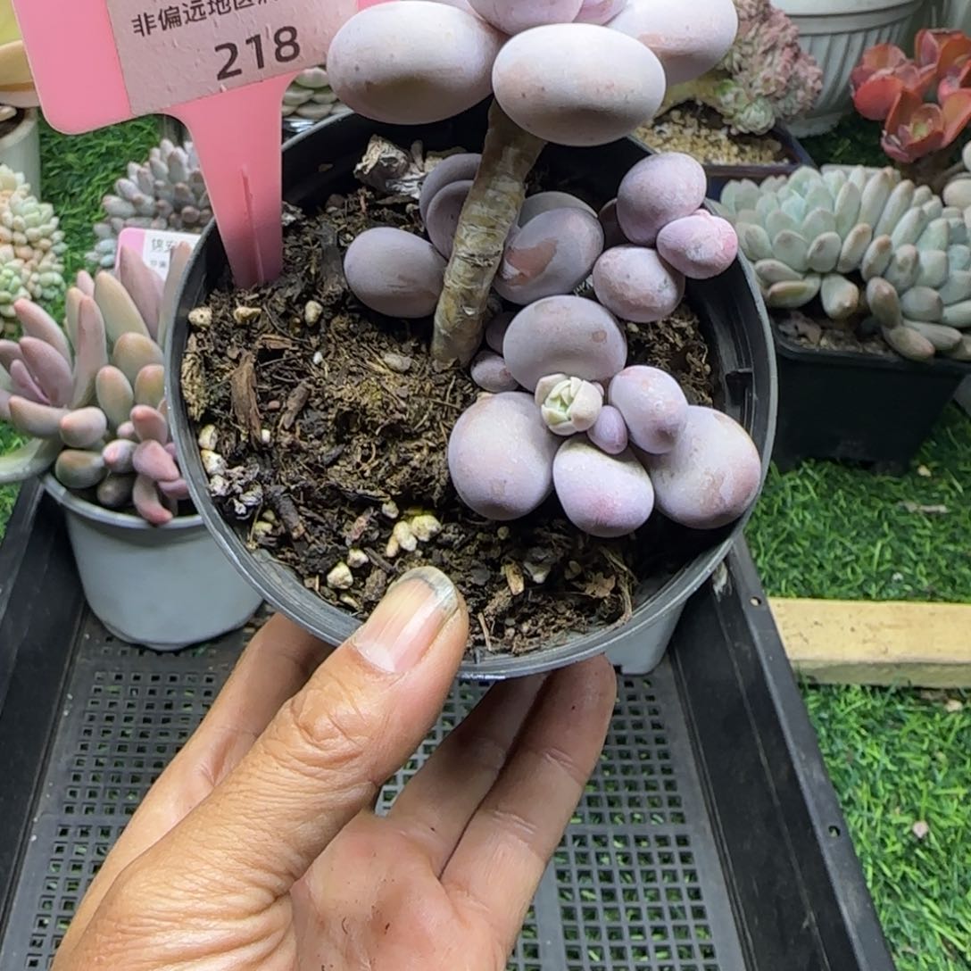 锦安精品多肉植物编号218