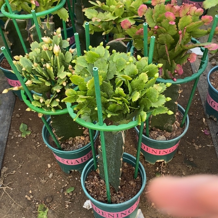 十***六完全开放白色重瓣老