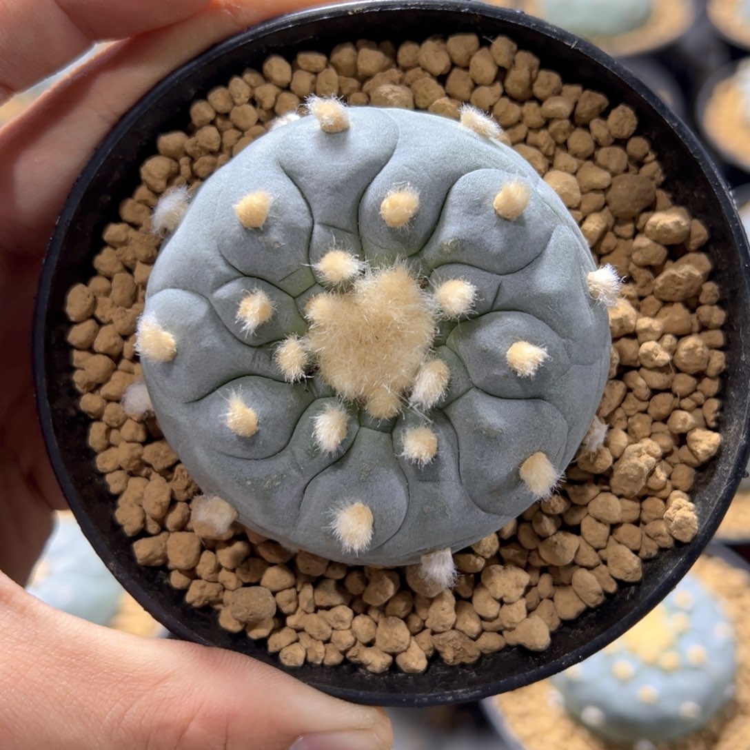 实生带盆H588gghvbb